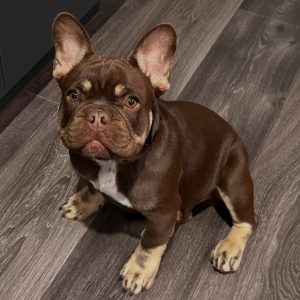 French Bulldog Breed