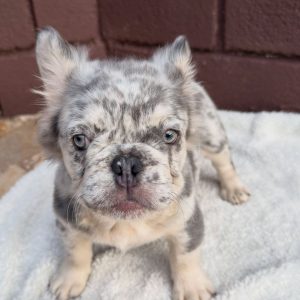 French Bulldog for Adoption