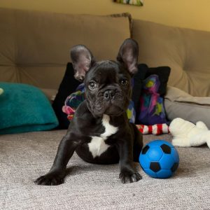 Frenchie