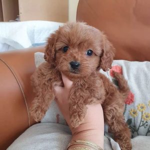 Mini Cavapoo
