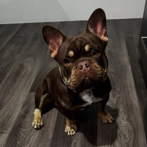Purebred French Bulldog