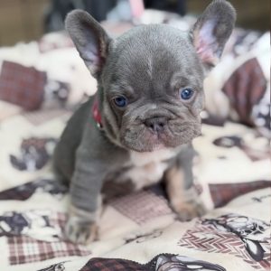 Registered French Bulldog