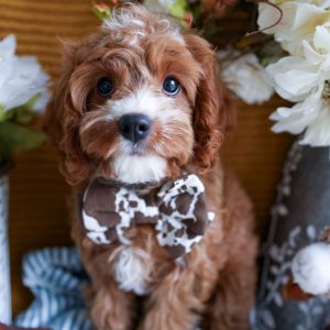 Adopt a Cavapoo