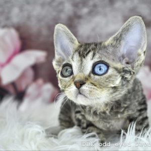 Adopt a Devon Rex Cat