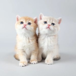 Adopt a Munchkin Cat