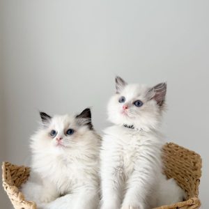 Adopt a Ragdoll Cat