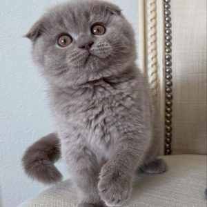 Adopt a Scottish Fold Cat