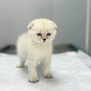 Adopt a Scottish Fold Kitten