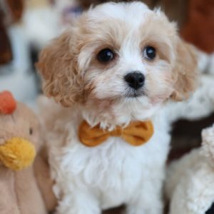 Adoptable Cavapoo Puppies