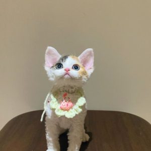 Adoptable Devon Rex Cats