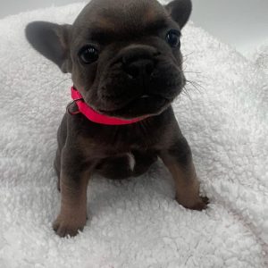 Adoptable French Bulldogs