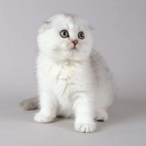 Adoptable Munchkin Cats