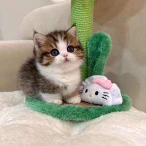 Adoptable Munchkin Kittens