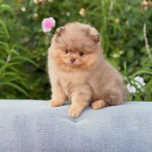 Adoptable Pomeranian Puppies