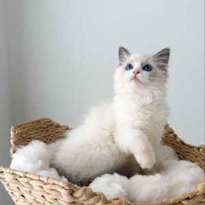 Adoptable Ragdoll Cats