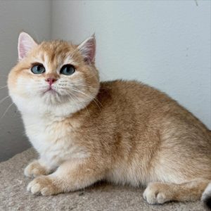 Adoptable Scottish Fold Cats