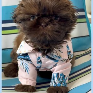 Adoptable Shih Tzu Puppies