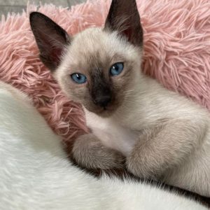 Adoptable Siamese Kittens