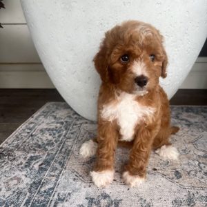 Cavapoo Adoption Near Me