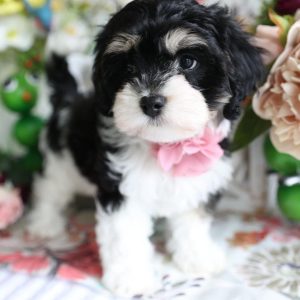 Cavapoo Companion Dogs