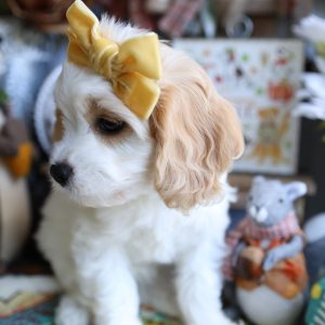 Cavapoo Dog Adoption