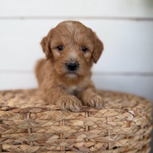 Cavapoo Dog Rescue