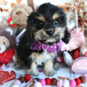 Cavapoo Dogs Looking for Homes