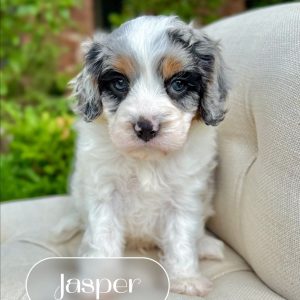 Cavapoo Dogs USA