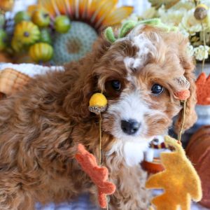 Cavapoo Dogs for Adoption