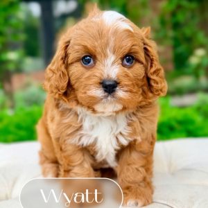 Cavapoo Dogs for Rehoming