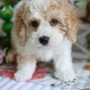Cavapoo Near Me