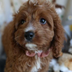 Cavapoo Pets