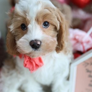 Cavapoo Puppies Available