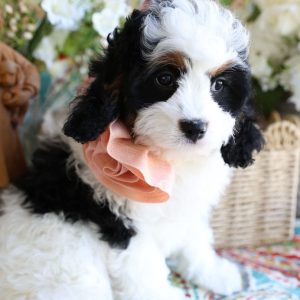 Cavapoo Puppies Ready for Adoption