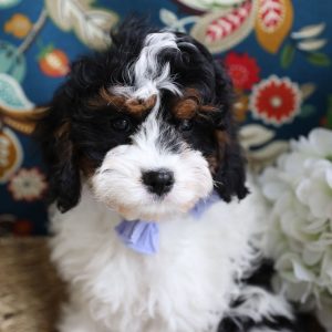 Cavapoo Puppies Seeking Forever Homes