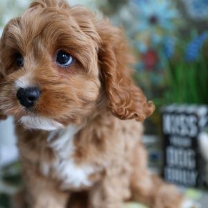 Cavapoo Puppies USA