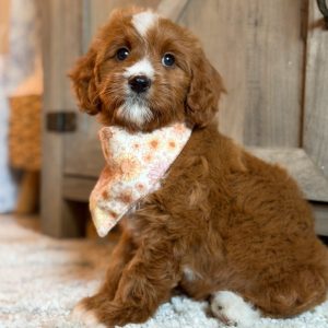 Cavapoo Puppy Rescue