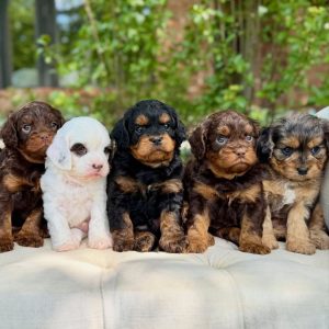 Cavapoo Rehoming