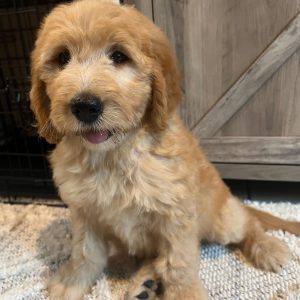Cavapoo Rescue