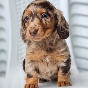 Dachshund Dog Rehoming