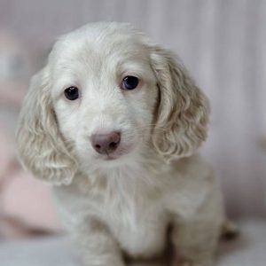 Dachshund Dog Rescue