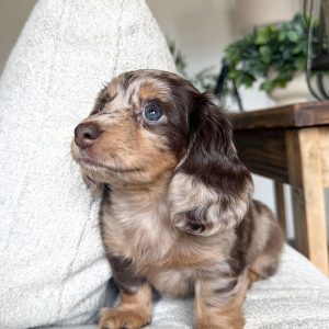 Dachshund Dogs Needing Homes