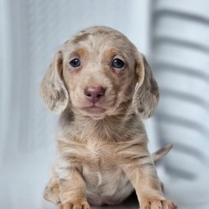 Dachshund Dogs for Rehoming