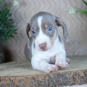 Dachshund Dogs for Sale