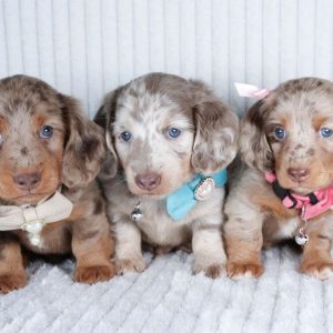 Dachshund Puppies for Sale