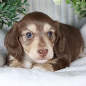 Dachshund Puppy Rehoming