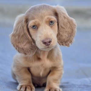 Dachshund Puppy Rescue