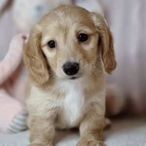 Dachshund Rescue