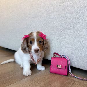 Dachshund Rescue USA
