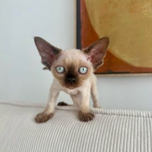 Devon Rex Cat Rescue